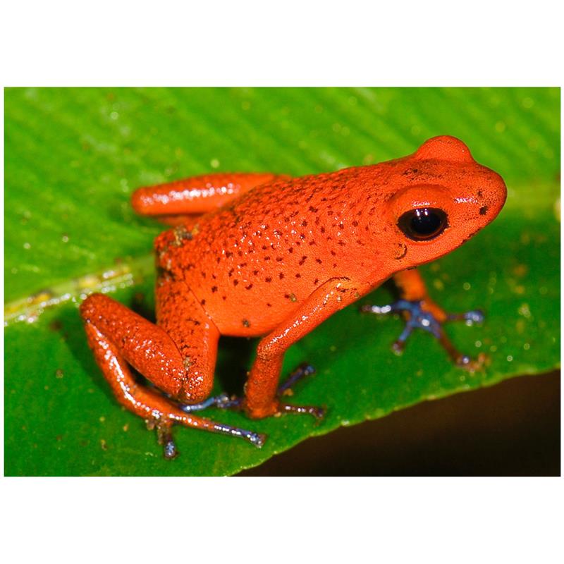 Broasca Dendrobates pumilio Bastimentos (Strawberry poison frog) - imagine 4